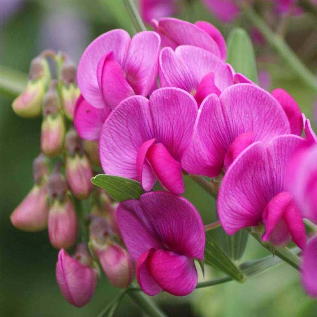 Breitblättrige Platterbse Red Pearl - Lathyrus latifolius