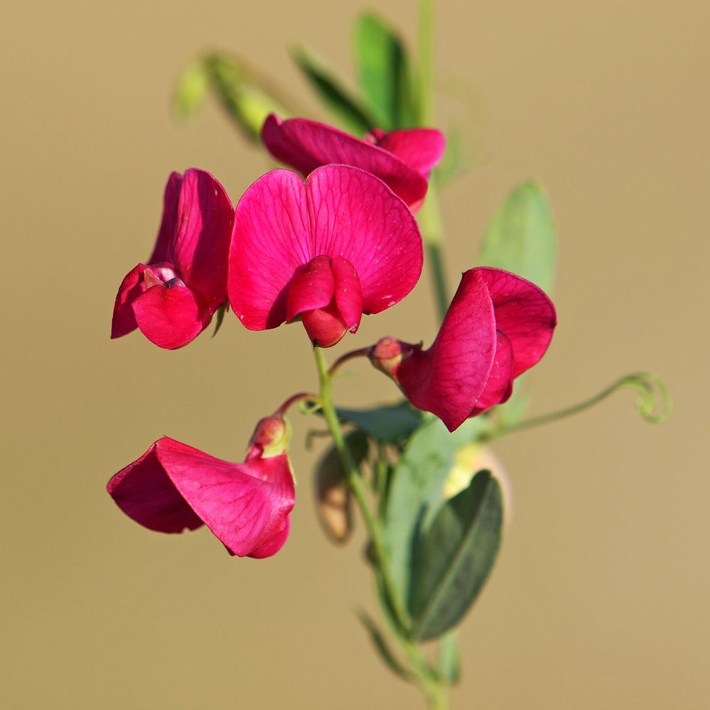 Breitblättrige Platterbse Red Pearl - Lathyrus latifolius