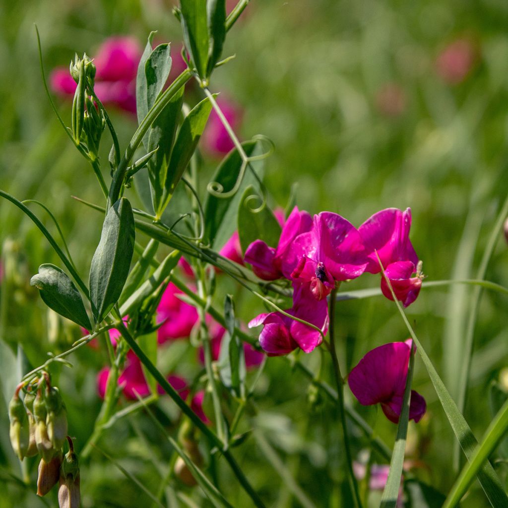 Breitblättrige Platterbse Red Pearl - Lathyrus latifolius