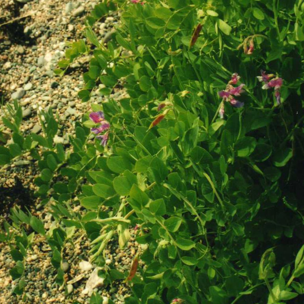 Strand-Platterbse - Lathyrus maritimus