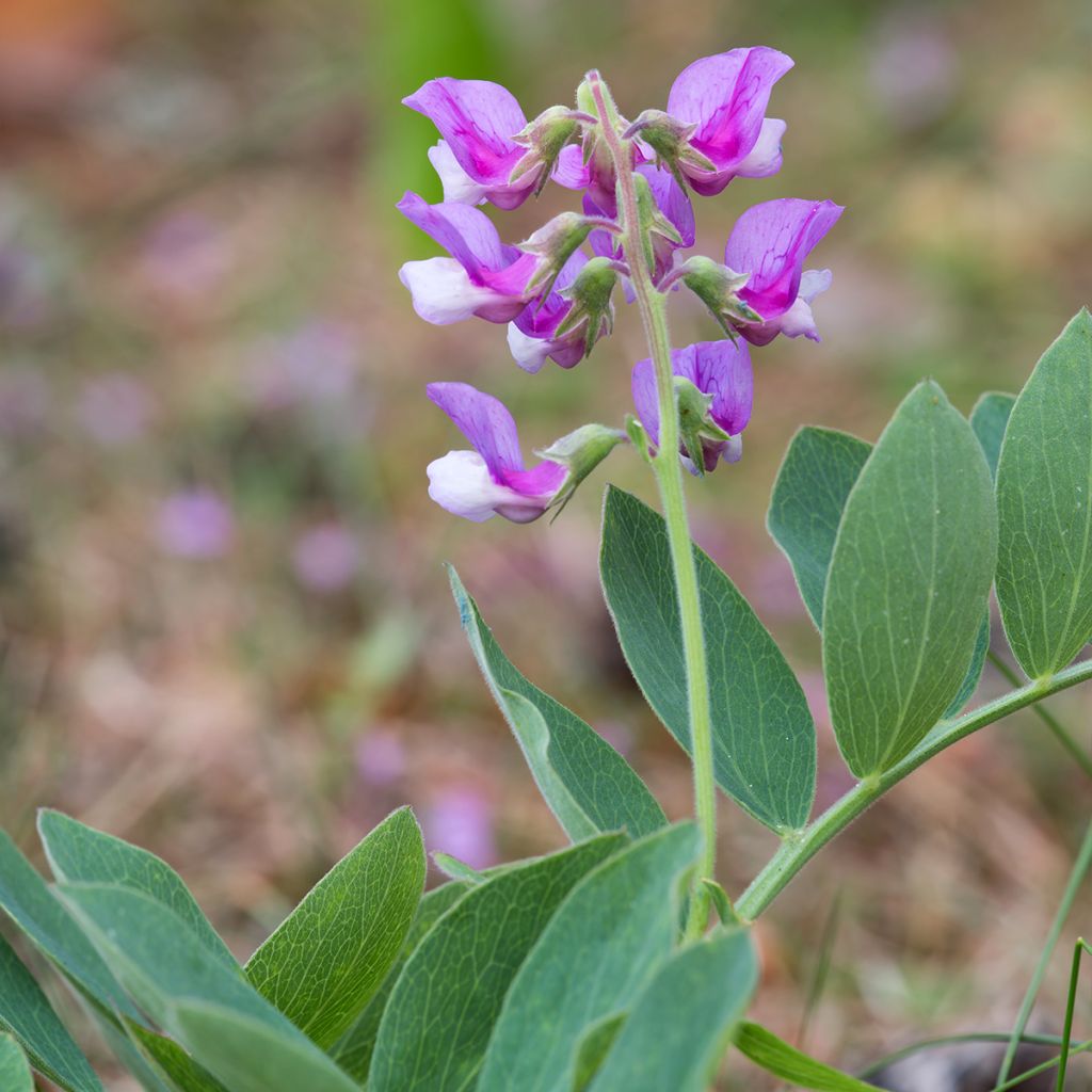 Strand-Platterbse - Lathyrus maritimus