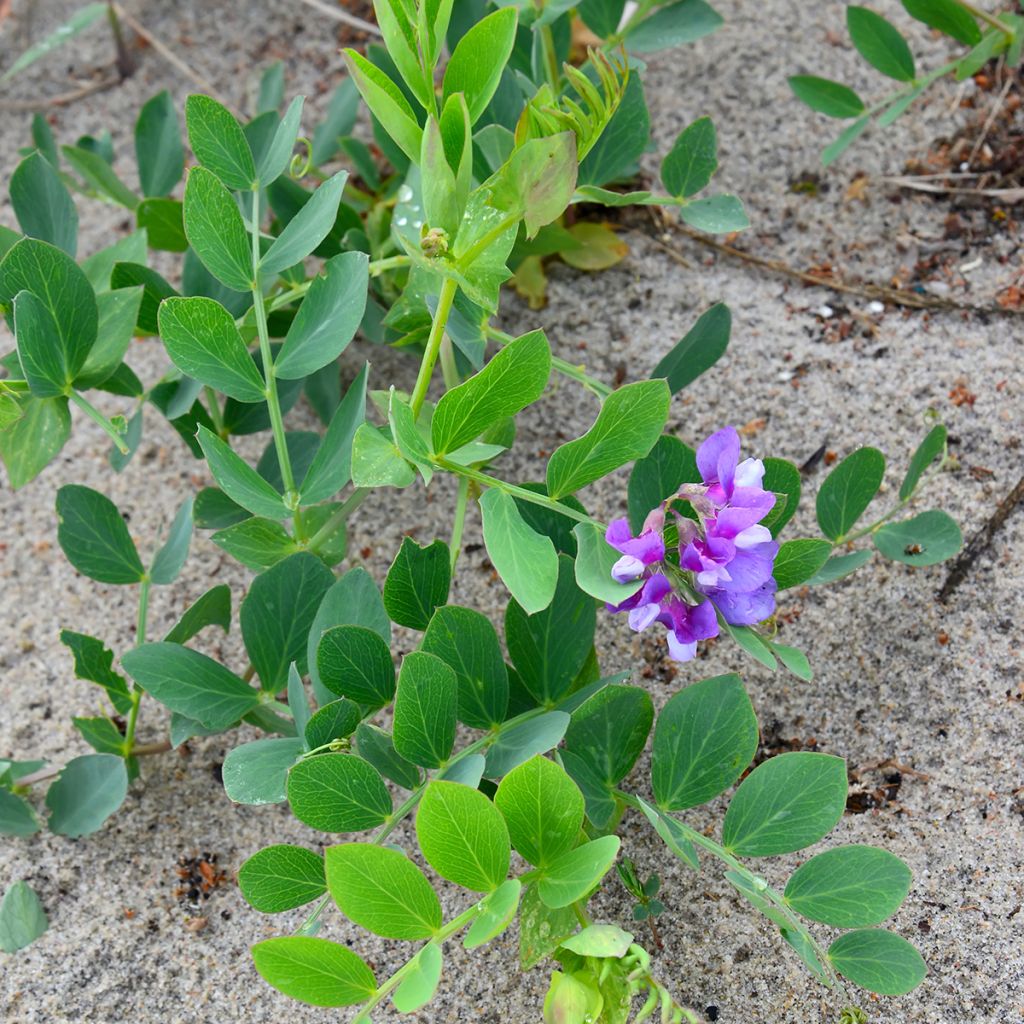 Strand-Platterbse - Lathyrus maritimus