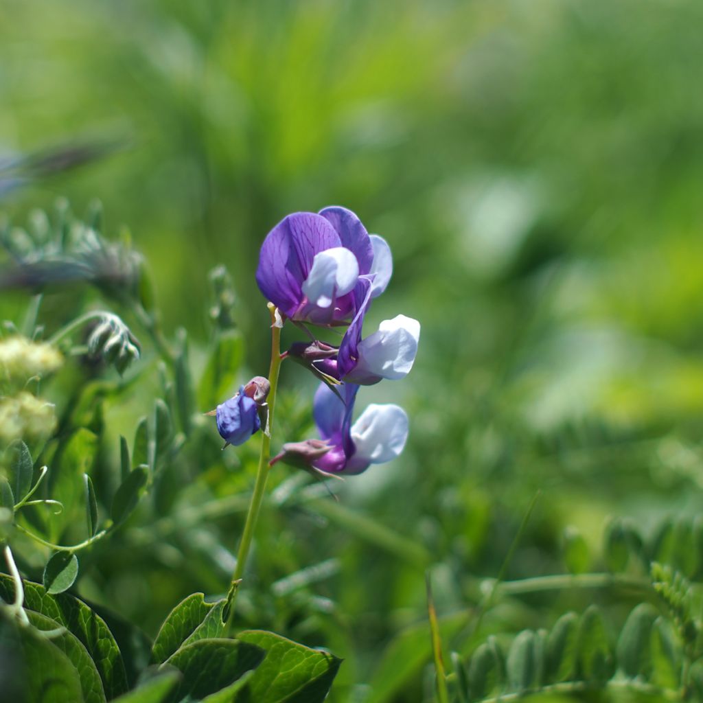 Strand-Platterbse - Lathyrus maritimus