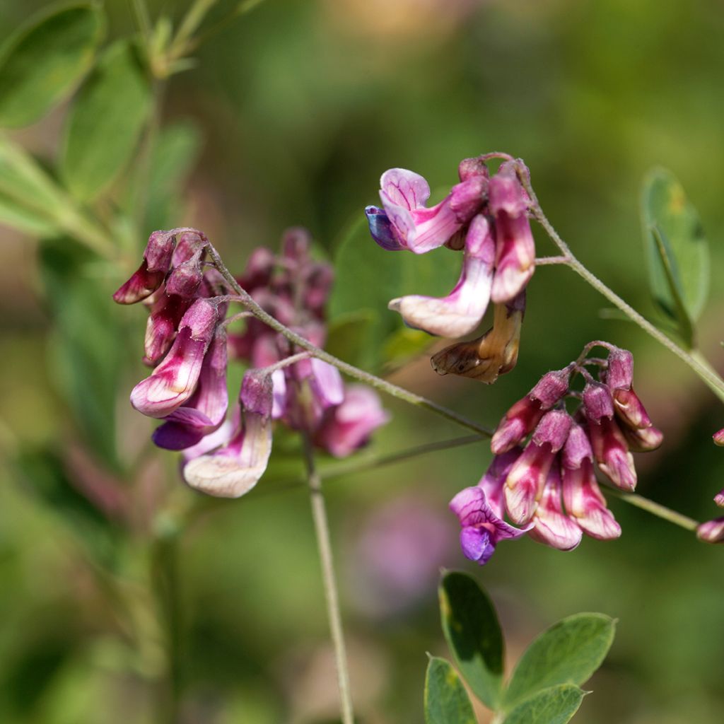 Schwarze Platterbse - Lathyrus niger