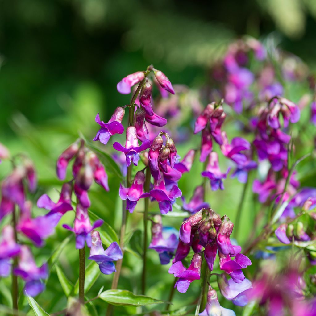 Lathyrus vernus - Frühlings-Platterbse