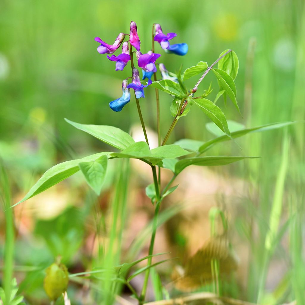 Lathyrus vernus - Frühlings-Platterbse