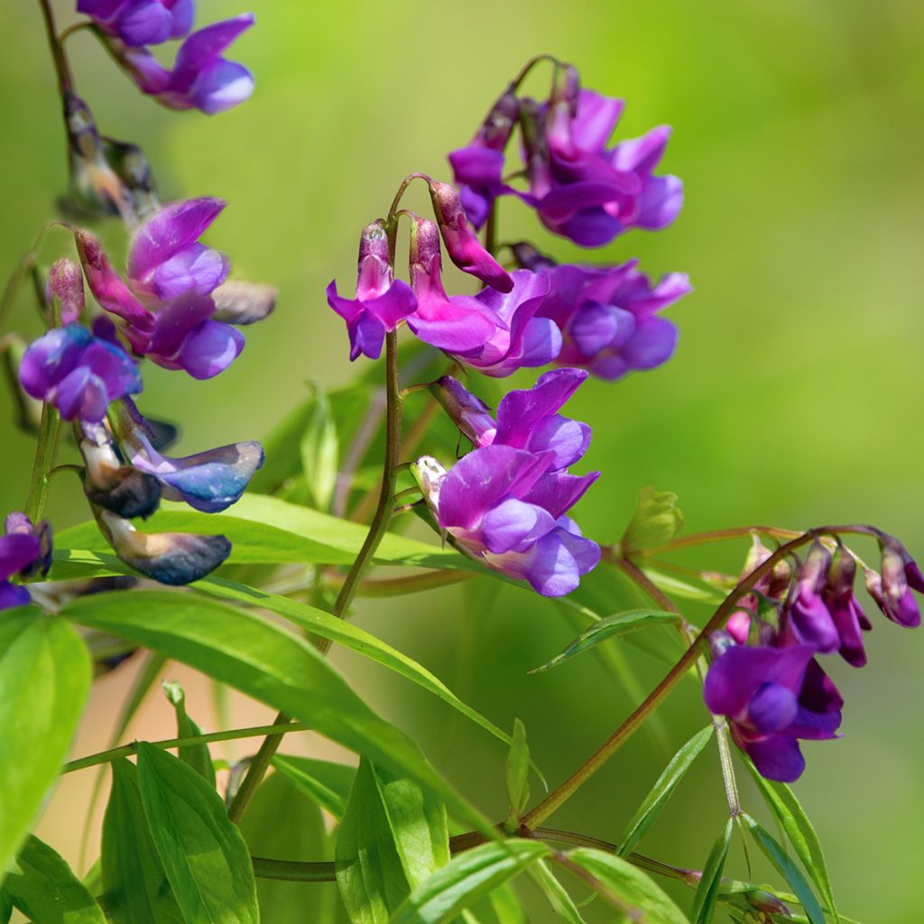 Lathyrus vernus - Frühlings-Platterbse