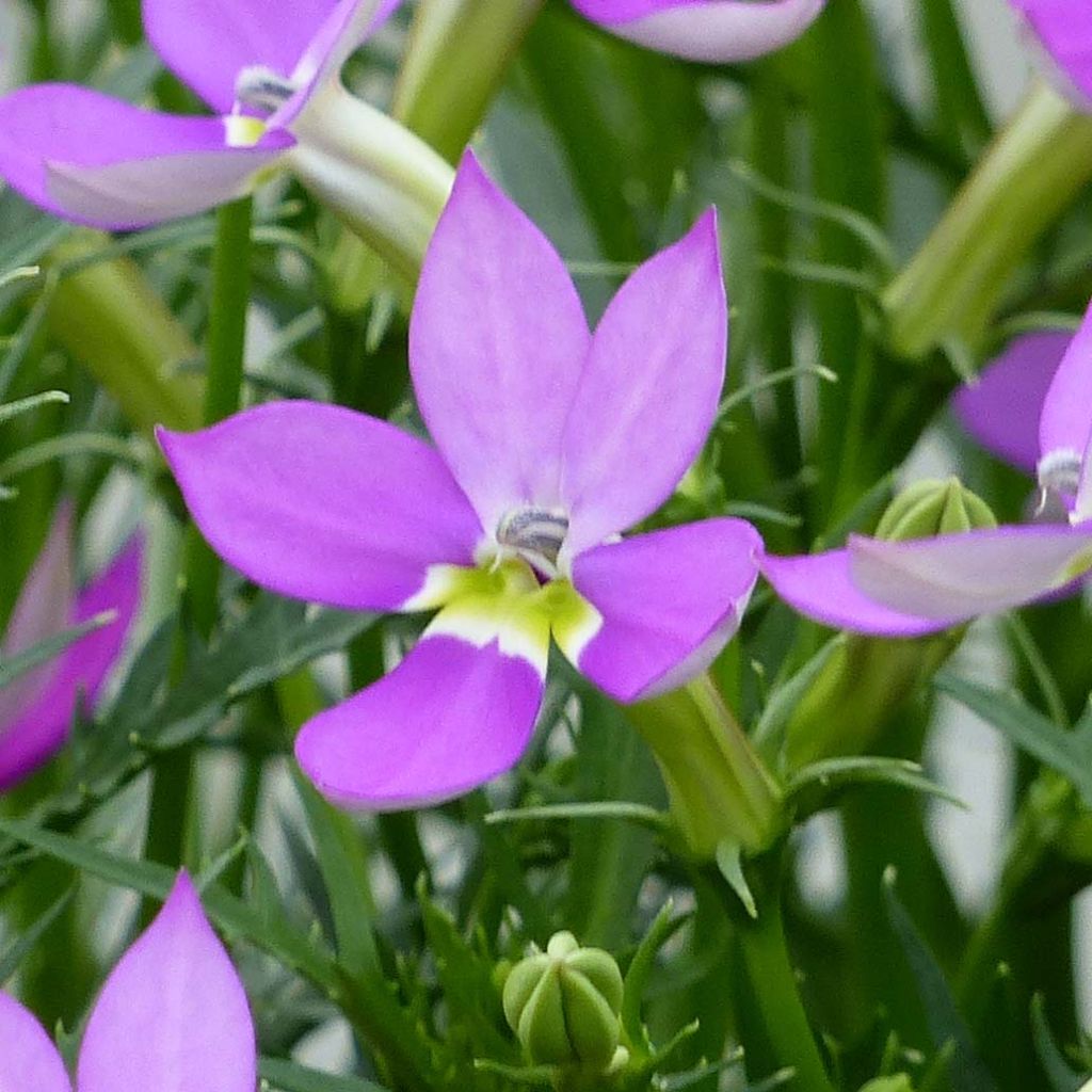 Isotoma axillaris Patti's Pink - Schein-Lobelie