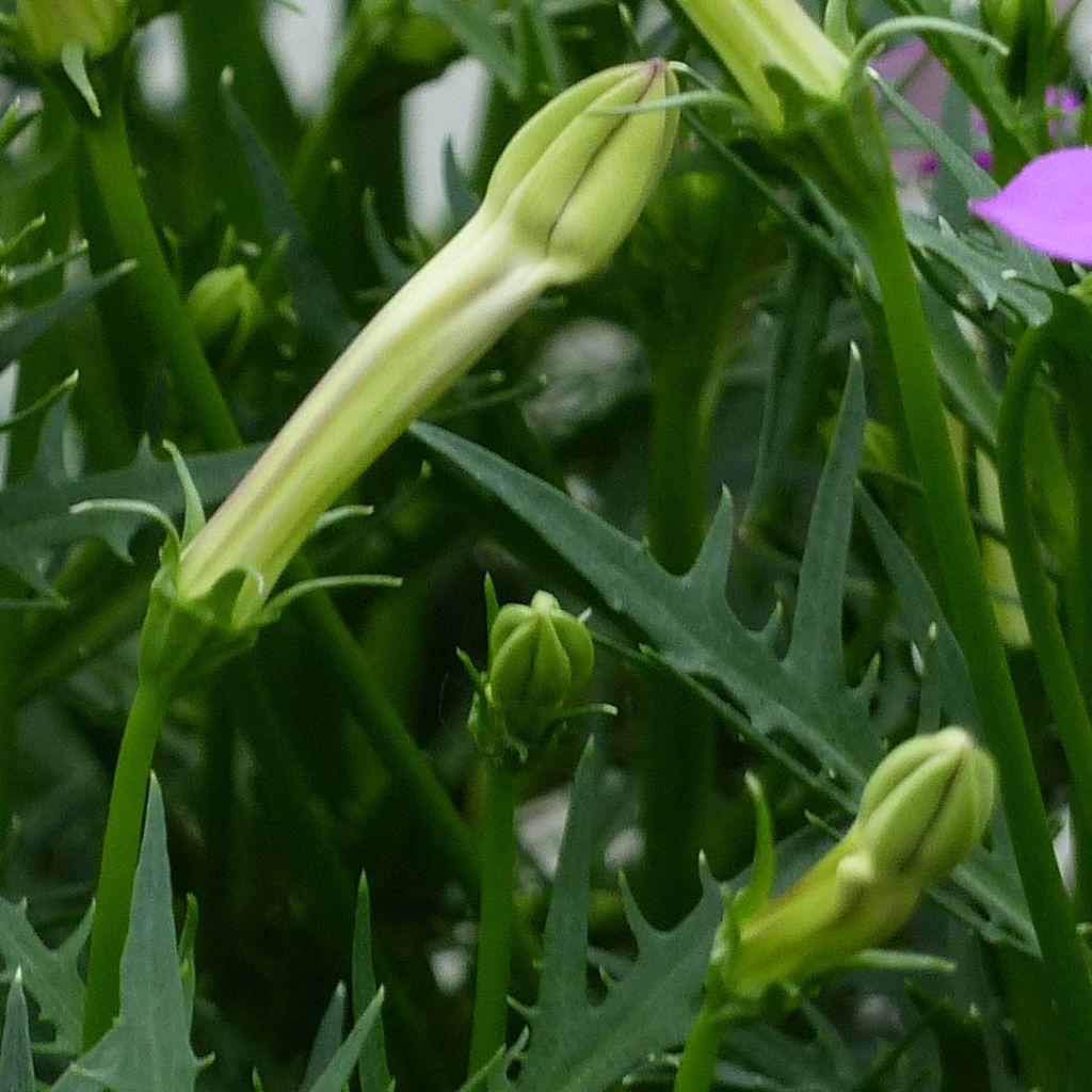 Isotoma axillaris Patti's Pink - Schein-Lobelie