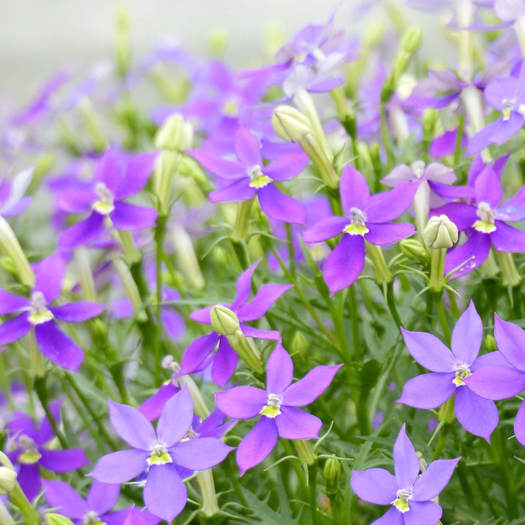 Isotoma axillaris Fizz'n'Pop Glowing Purple - Schein-Lobelie