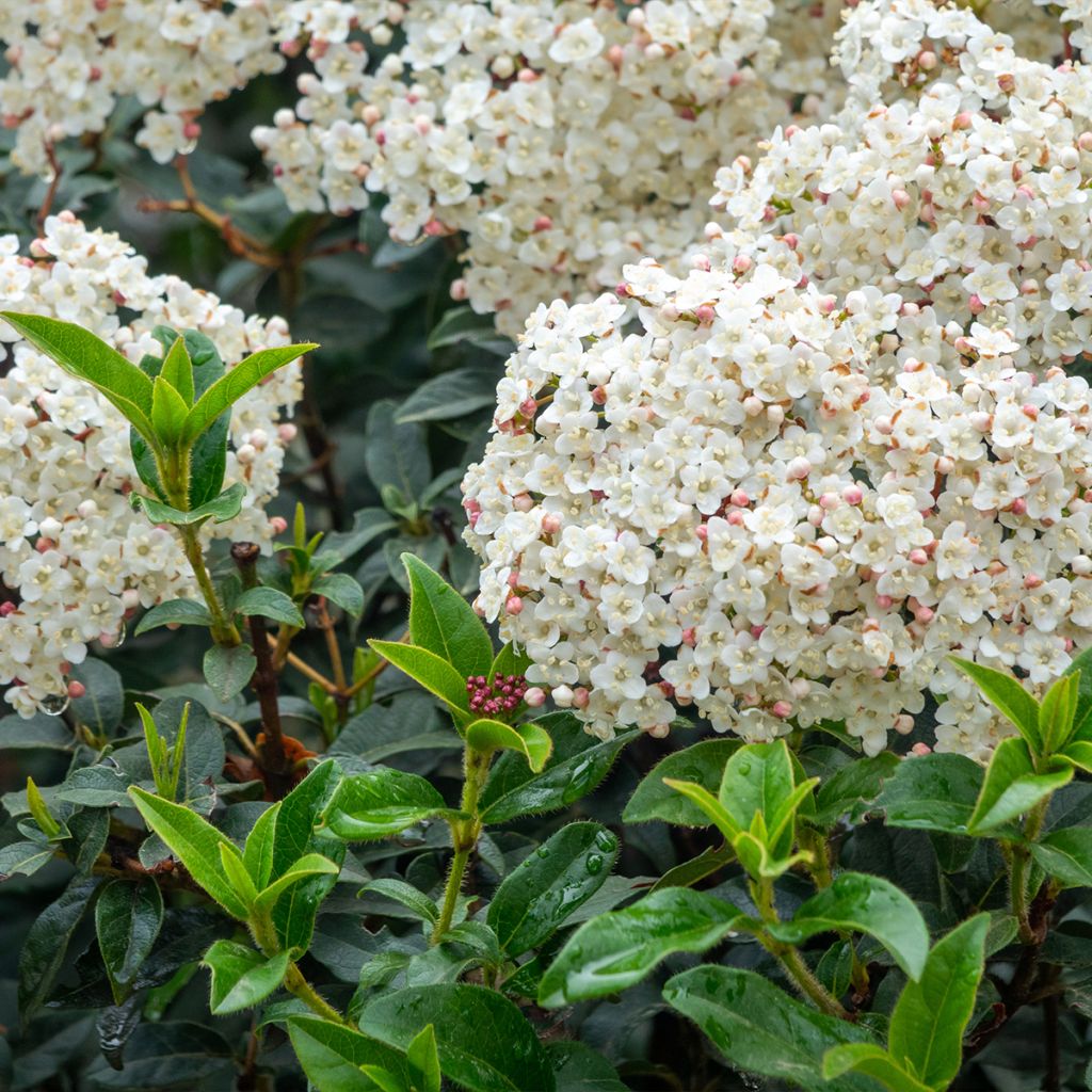 Lorbeerblättriger Schneeball Giganteum - Viburnum tinus