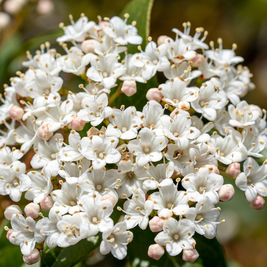 Lorbeerblättriger Schneeball Giganteum - Viburnum tinus