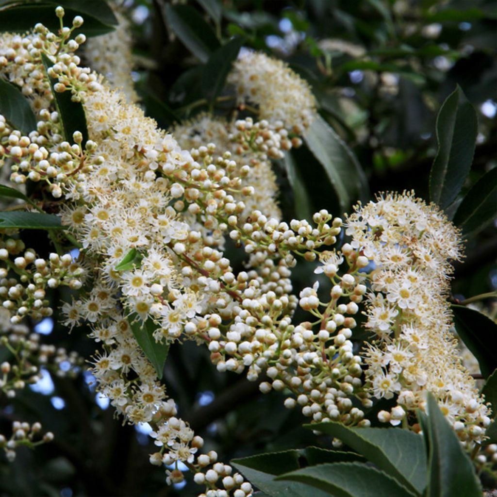 Portugiesische Lorbeerkirsche Myrtifolia - Prunus lusitanica