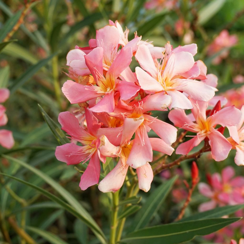 Oleander Docteur Ragioneri - Nerium