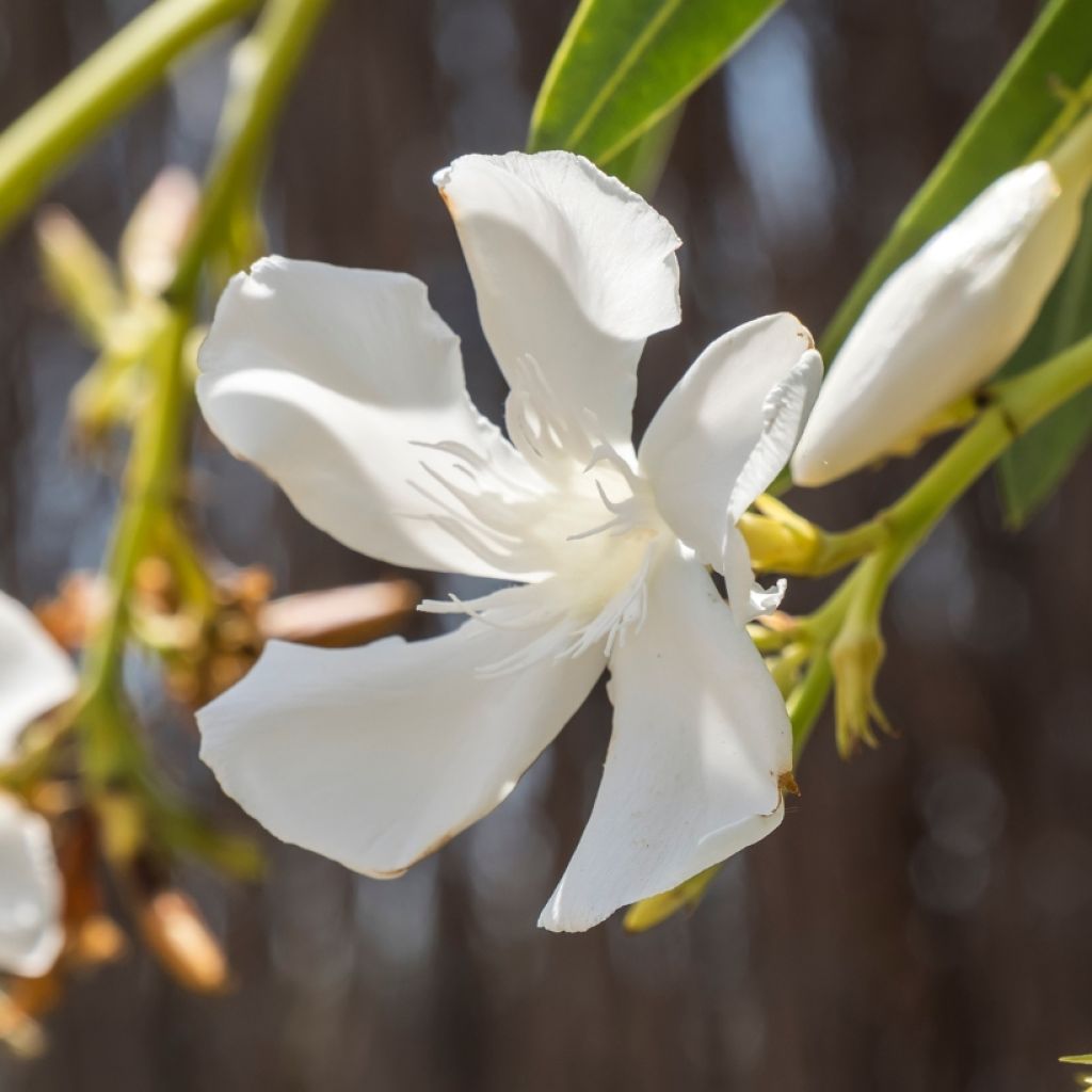 Oleander Weiss - Nerium