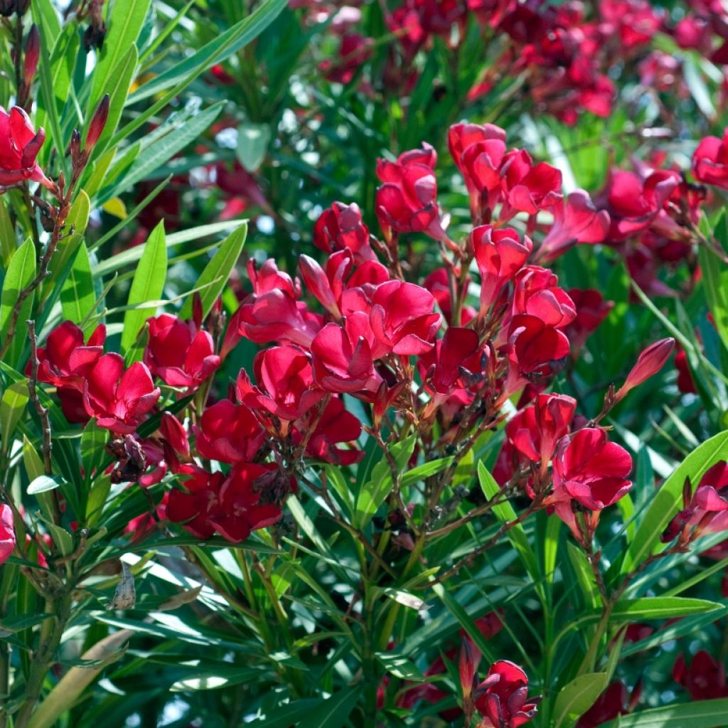 Oleander Simple Red - Nerium