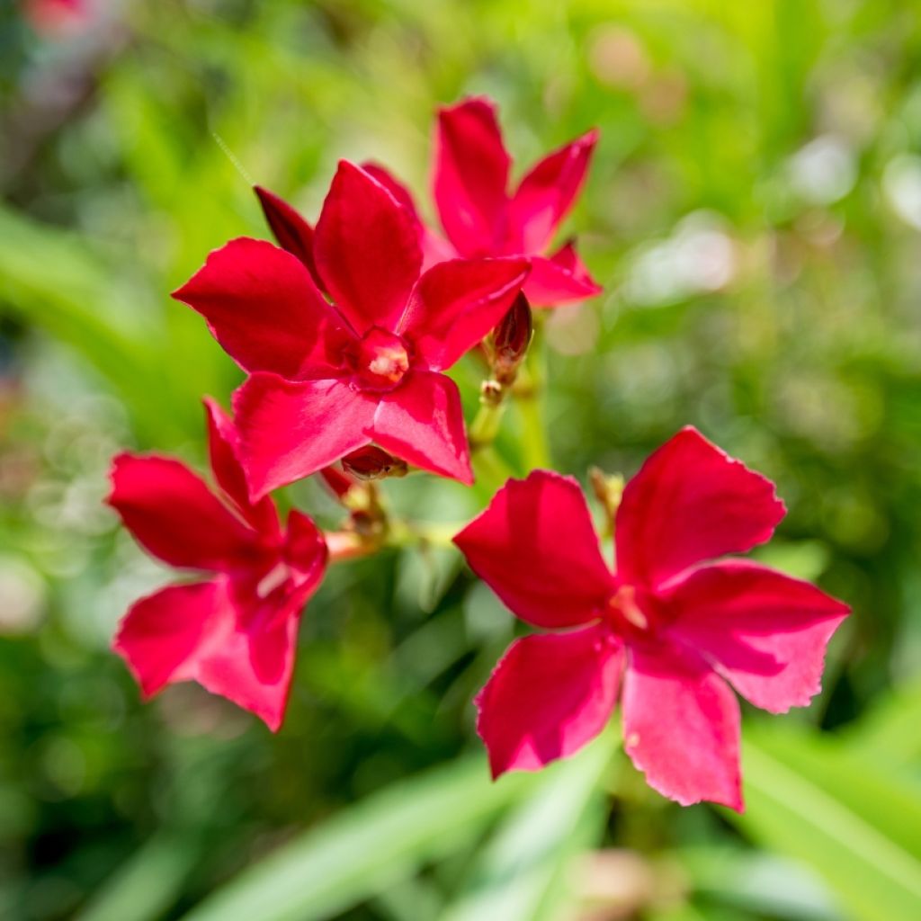 Oleander Simple Red - Nerium