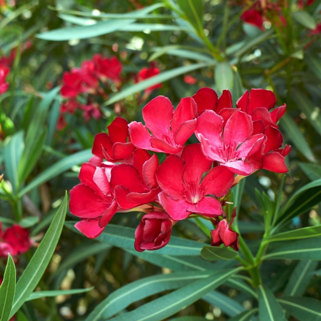 Oleander Simple Red - Nerium