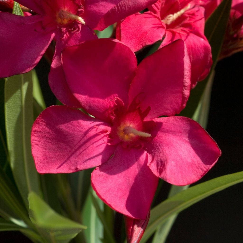 Oleander Simple Red - Nerium