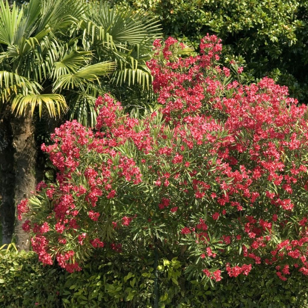 Oleander Simple Red - Nerium