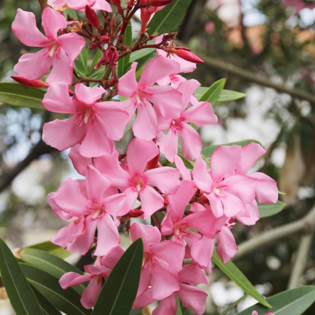 Laurier rose - Nerium oleander