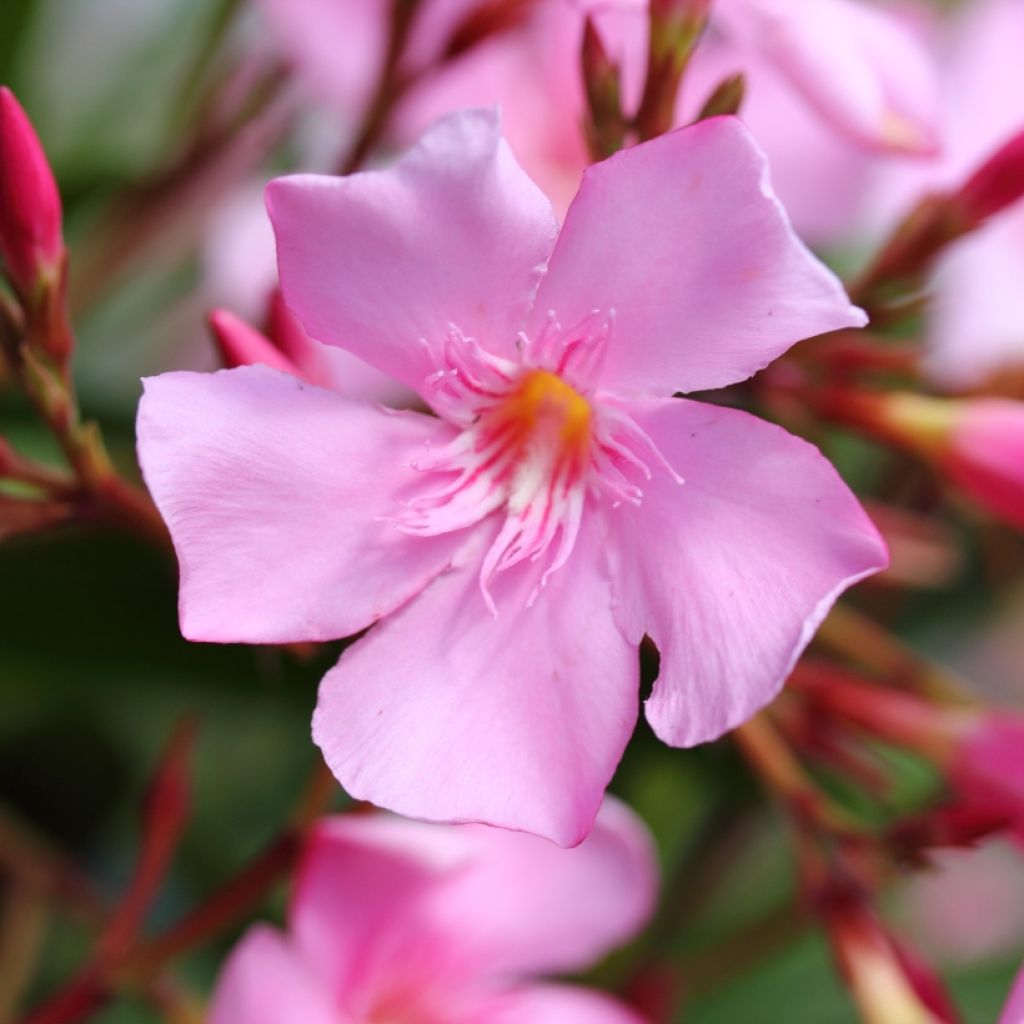 Nerium oleander - Oleander