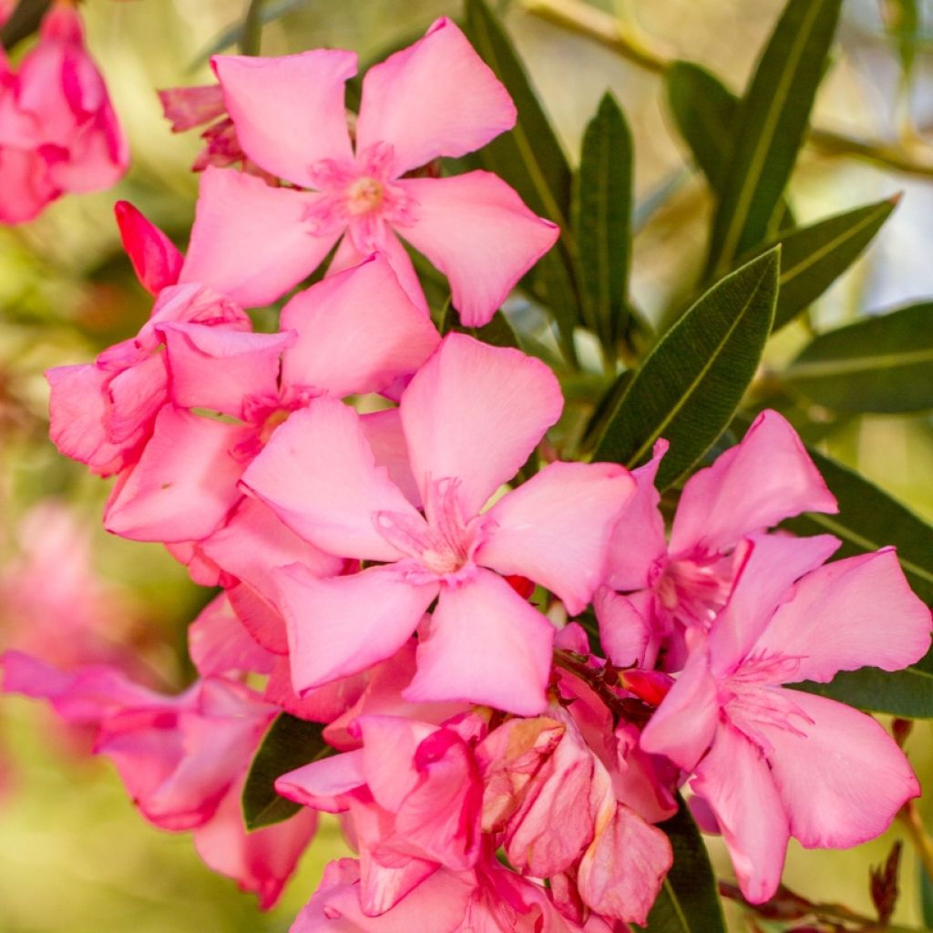 Nerium oleander - Oleander