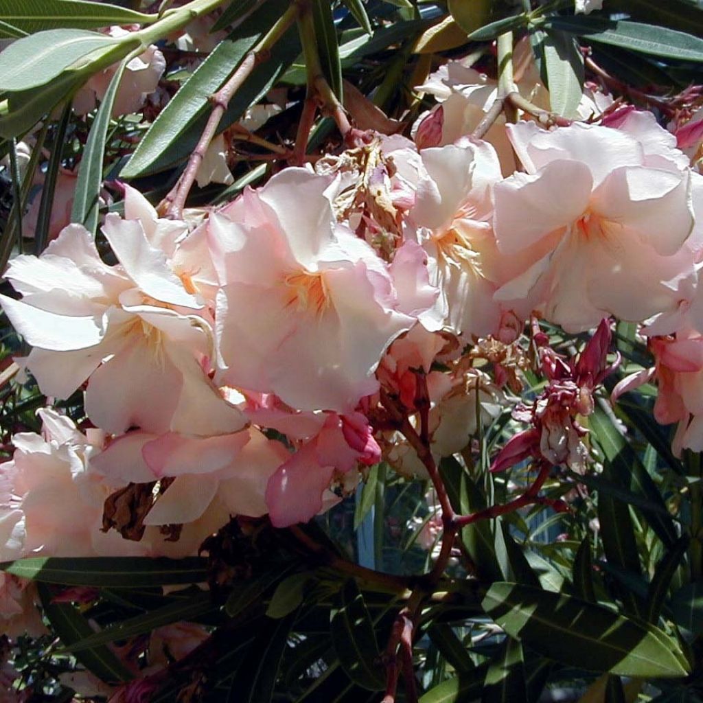 Oleander Provence - Nerium