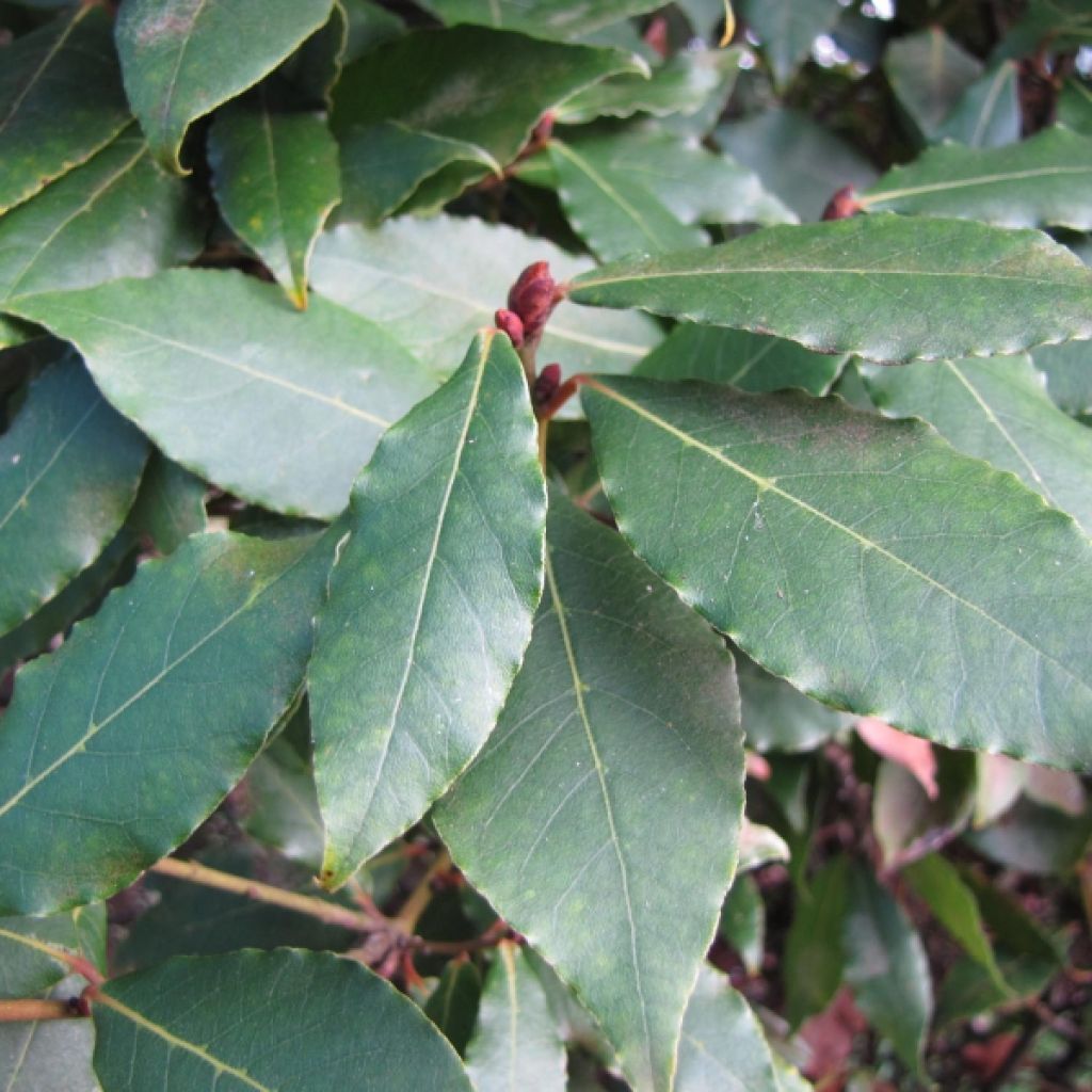 Echter Lorbeerstrauch - Laurus nobilis