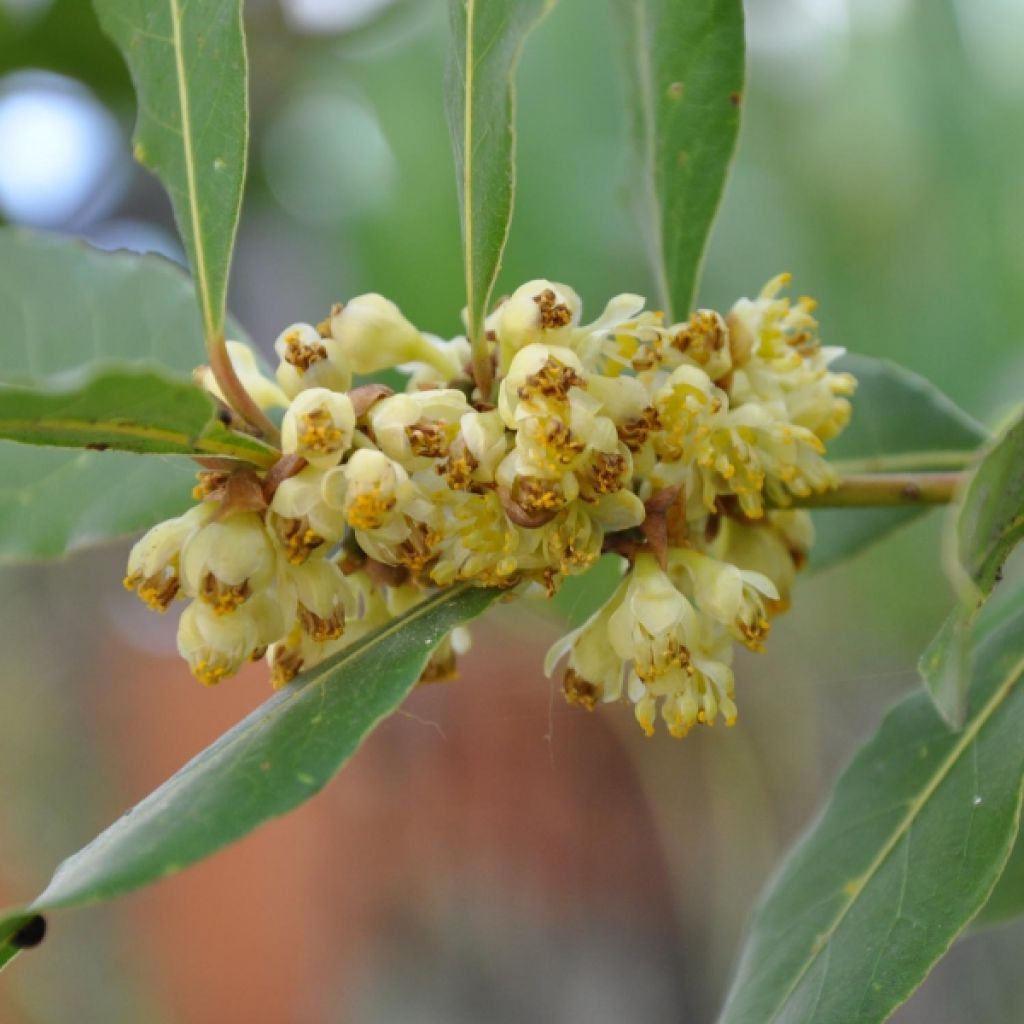 Echter Lorbeerstrauch - Laurus nobilis