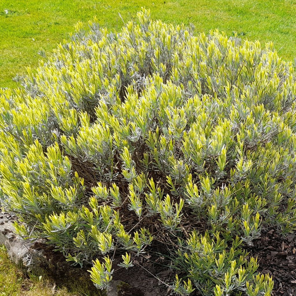 Lavandula intermedia Platinum Blonde - Provence-Lavendel