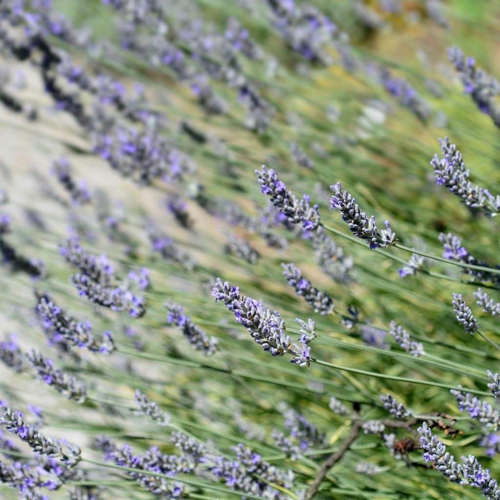 Lavandula intermedia Platinum Blonde - Provence-Lavendel