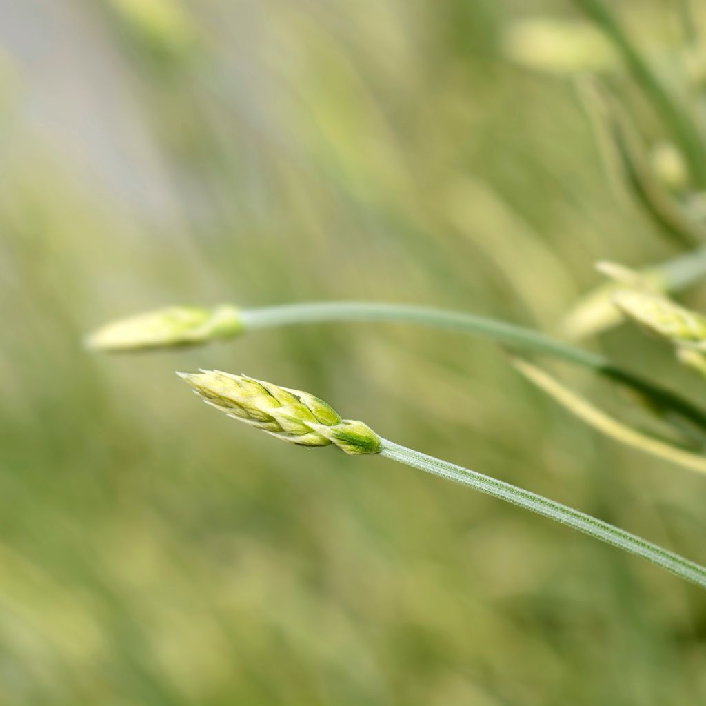 Lavandula intermedia Platinum Blonde - Provence-Lavendel