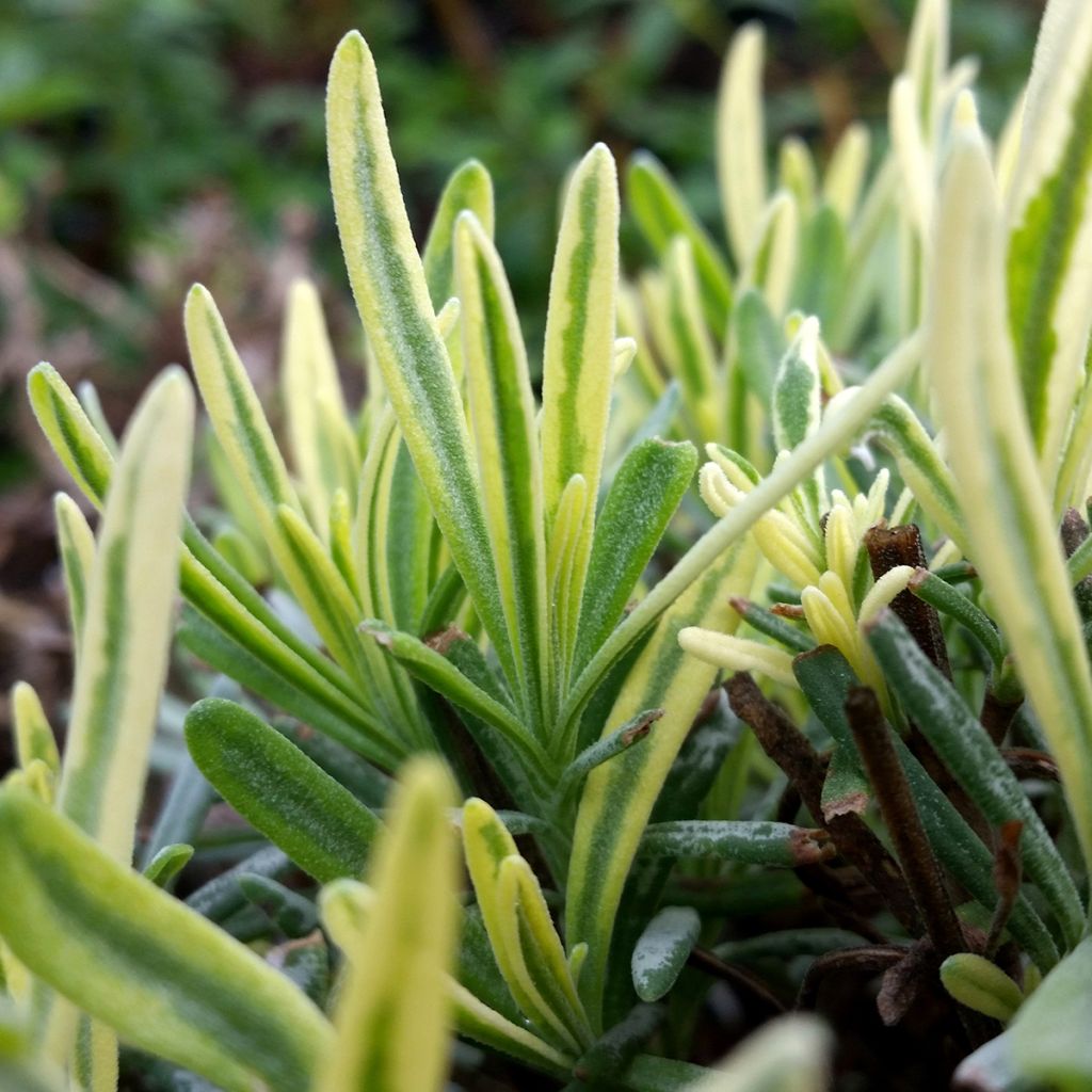 Lavandula intermedia Platinum Blonde - Provence-Lavendel