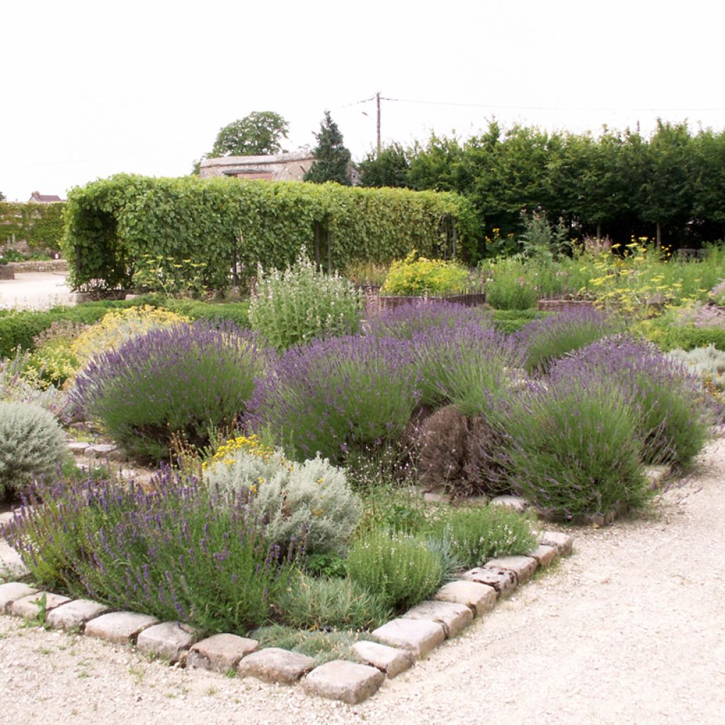 Echter Lavendel - Lavandula officinalis