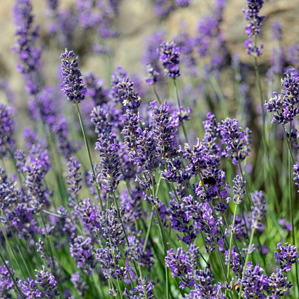 Lavandula angustifolia Munstead - Echter Lavendel