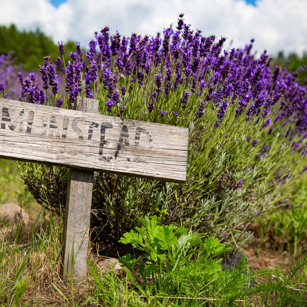 Lavandula angustifolia Munstead - Echter Lavendel