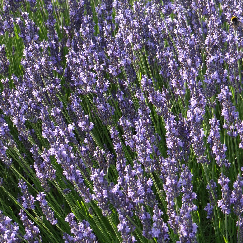 Lavandula intermedia Grosso - Provence-Lavendel