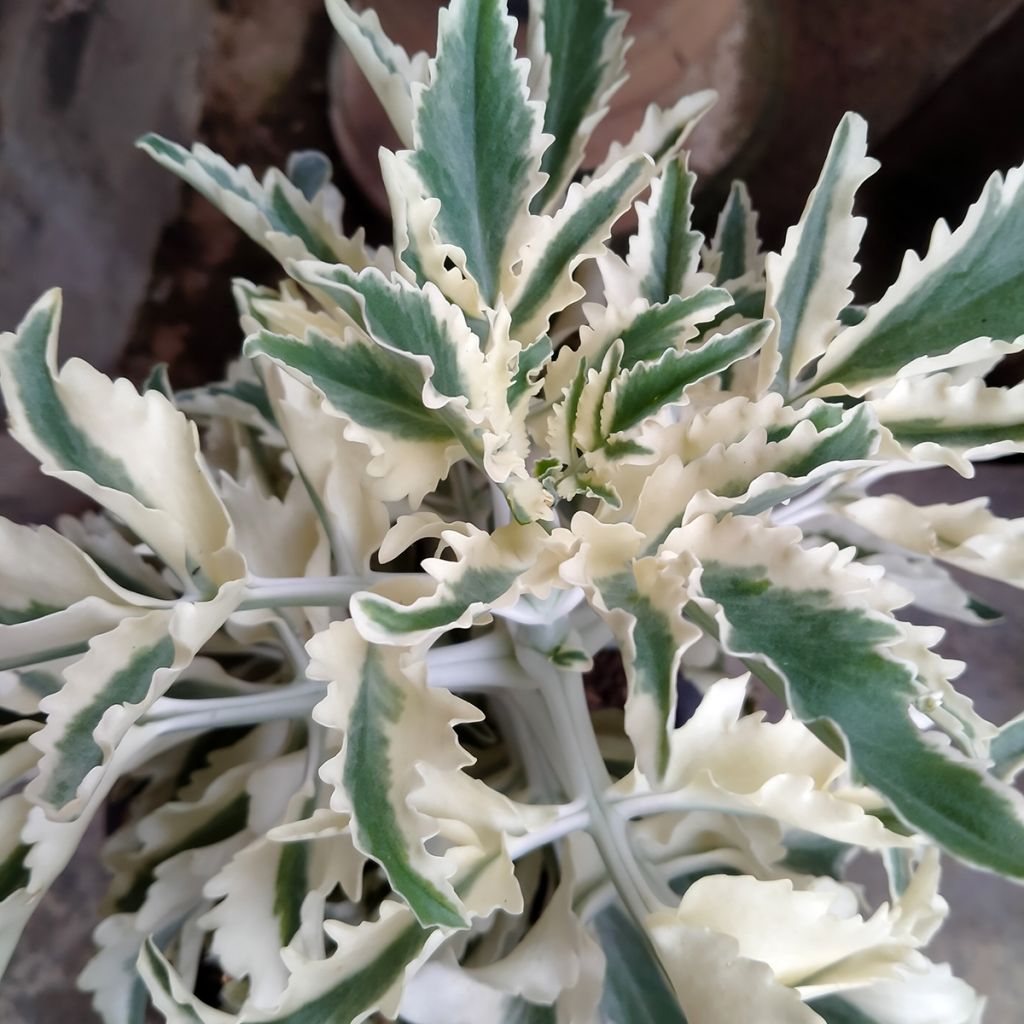 Lavandula Meerlo - Lavendel