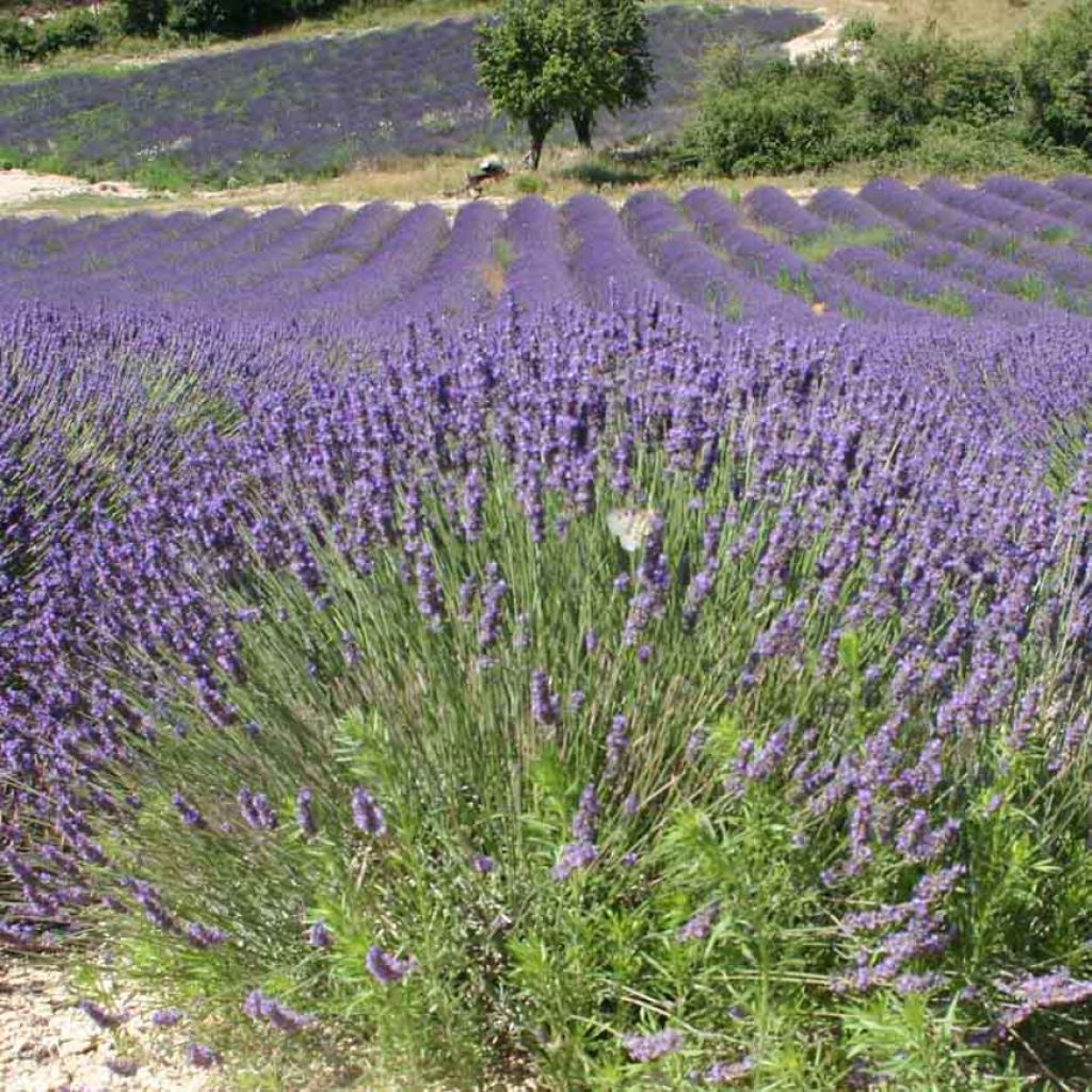 Echter Lavendel - Lavandula officinalis