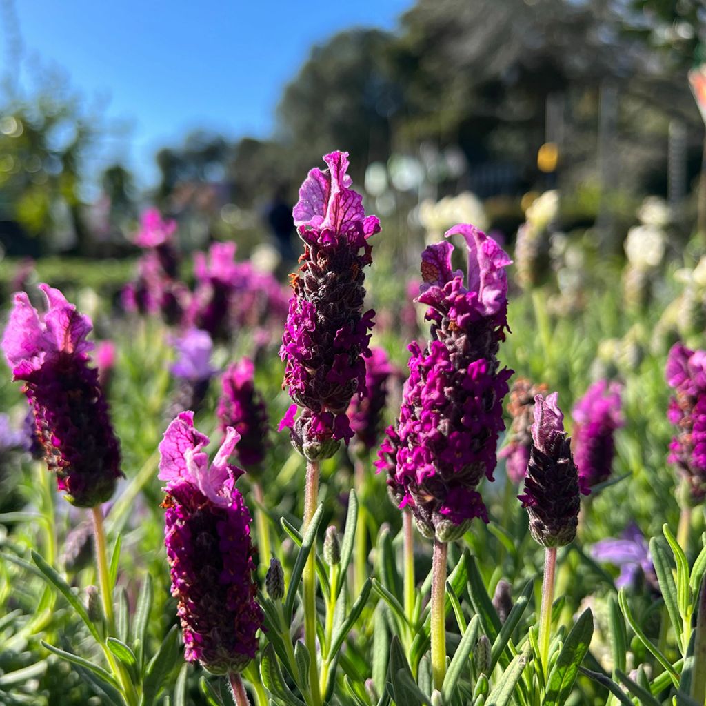 Lavandula stoechas Bandera Deep Purple - Schopf-Lavendel