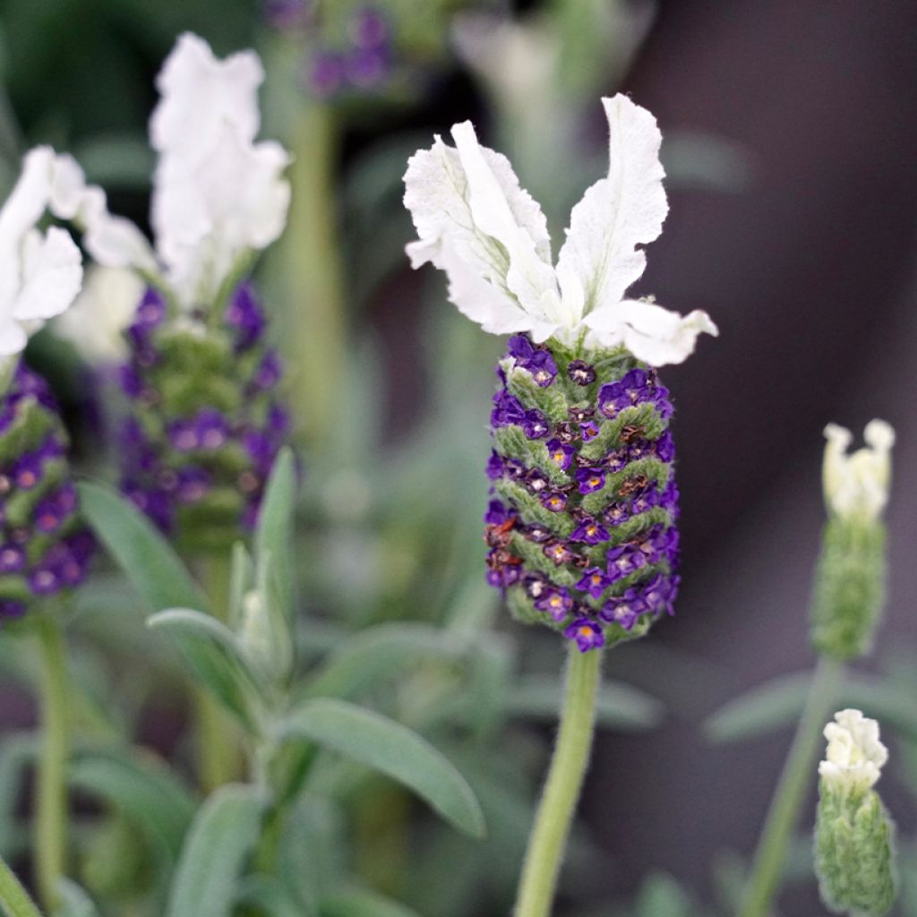 Lavandula stoechas Bandera White - Schopf-Lavendel