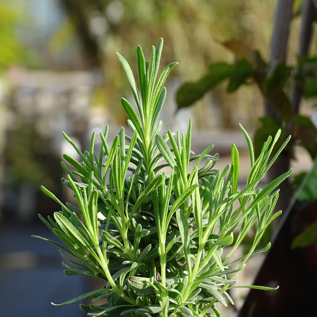 Lavande vraie - Lavandula angustifolia Alba