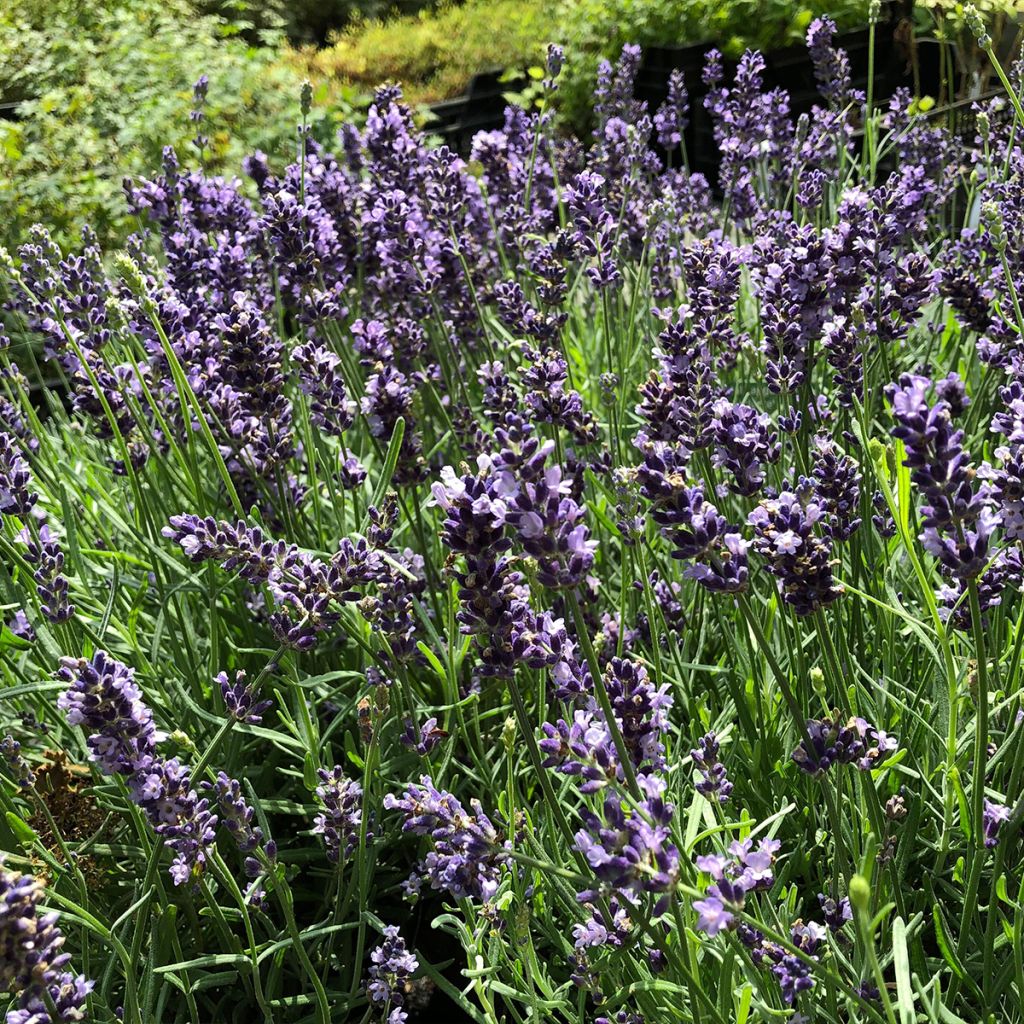 Lavande vraie - Lavandula angustifolia Hidcote