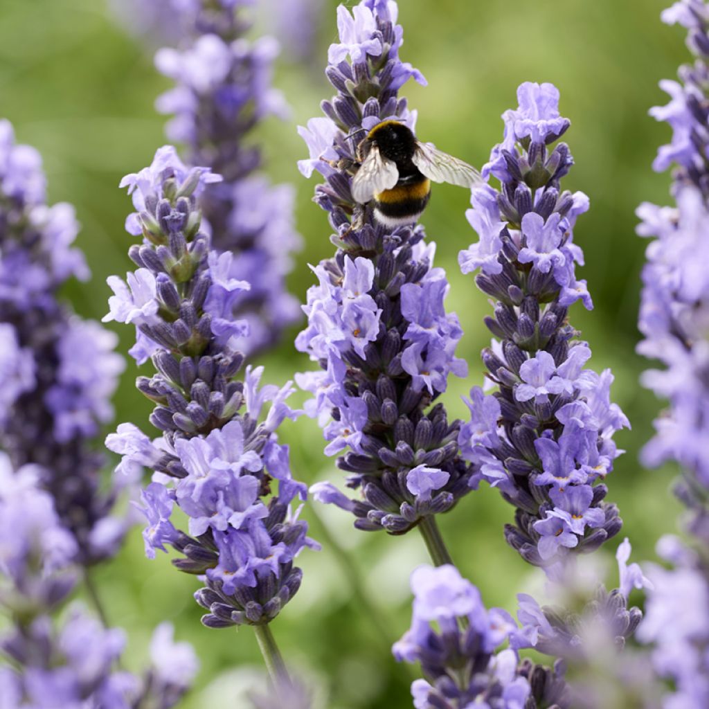 Lavandula intermedia Sensational! - Provence-Lavendel