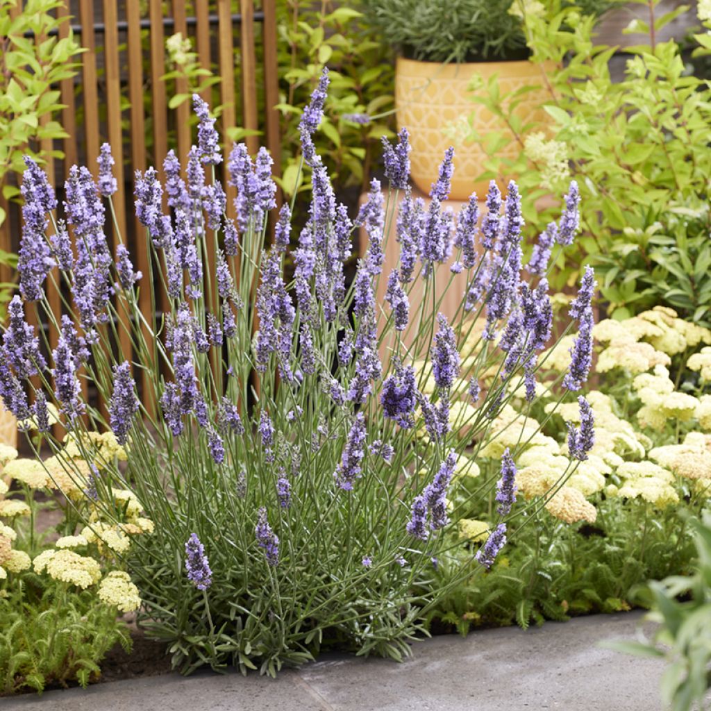 Lavandula intermedia Sensational! - Provence-Lavendel