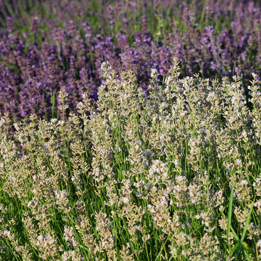 Lavandula angustifolia Rosea - Echter Lavendel