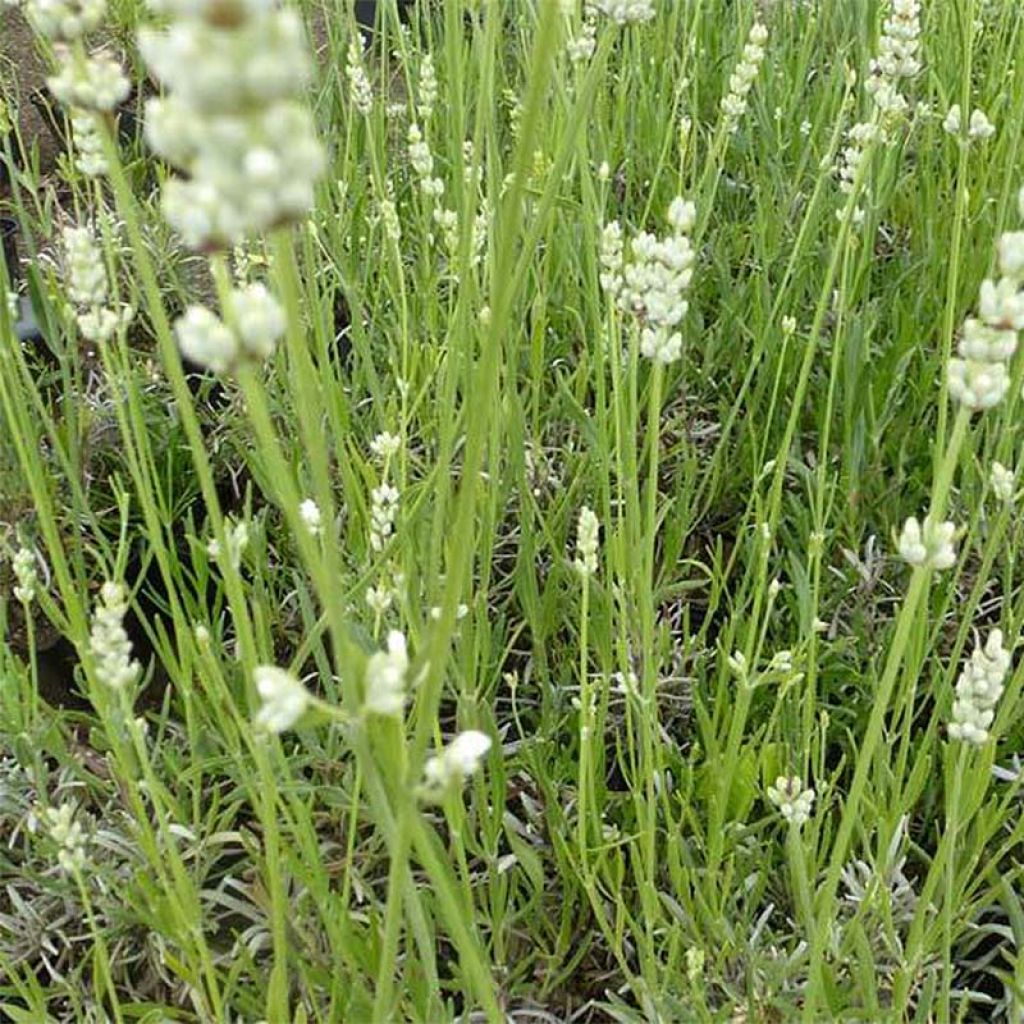 Lavandula angustifolia Hidcote White - Echter Lavendel