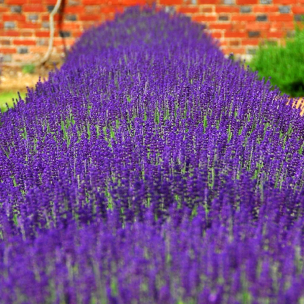 Lavande - Lavandula angustifolia Hidcote