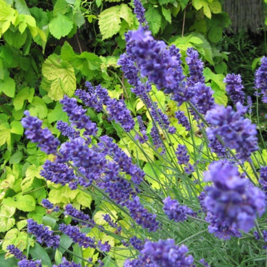 Lavande - Lavandula angustifolia Hidcote